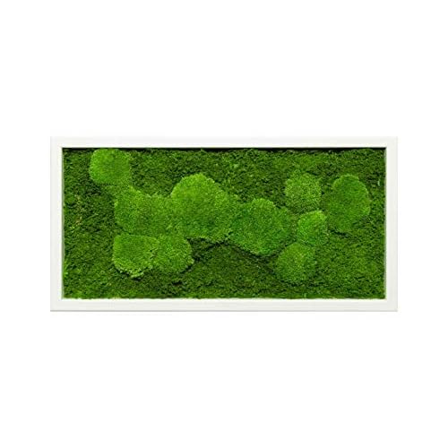 Moosbild Wandbild mit Moos Kugelmoos Moosplatte Pflanzenbilder Moosbilder versch. Maße günstig (60x30 cm, weiß)