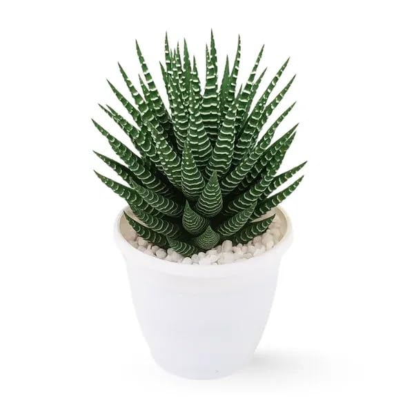 Pack Of 1 Live Haworthia Zebra Plant - Air Purifying Indoor Succulent