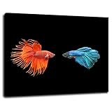 Siamese Fighting Fish Photo Photograph Poster 2028 Wall Art Canvas Prints Poster For Home Office...