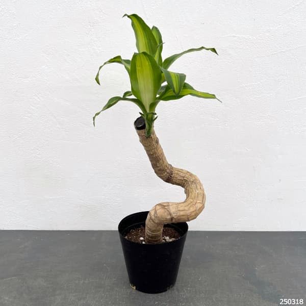 Amazon｜ドラセナ：マッサンゲアナ（曲げ仕立て） 5号ポット