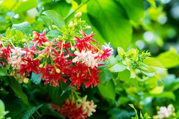 Rameshvar Enterprises | Madhumati, Combretum indicum (मधुमालती) Live Plant (B08CSKQ1WK) Amazon Price History, Amazon Price Tracker