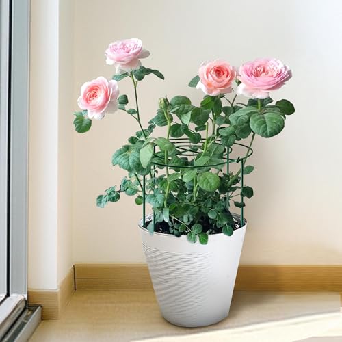 SYITCUN 4pack Peony Cages and Supports, 12 x 24 Inch Four Legs Peony Cage, Heavy-Duty Peonies Support Cages, Peony Ring for Roses, Hydrangeas, Sage, Peonies, Cucumbers, Tomato by SYITCUN - Image 7