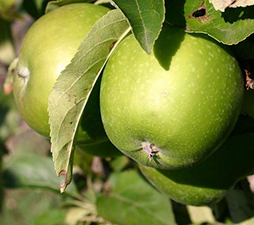 Dwarf Patio Granny Smith Apple Fruit Tree 3-4ft Supplied in a 5 Litre Pot by DirectPlants