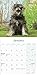 Schnauzer Miniature Calendar - Dog Breed Calendars - 2022 - 2023 Wall Calendars - 16 Month Wall Calendar by Avonside