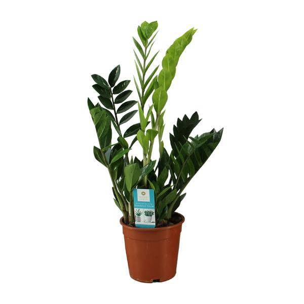Zamioculcas Zamiifolia - Ø 17cm - 65cm