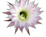 Flowering Cactus Mix !! Rare Garden Cacti Exotic Desert Succulent Seed 50 Seeds