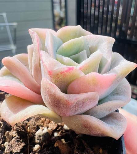 多肉植物 ラブリーローズ」の人気商品一覧 | 安い商品を通販サイトから