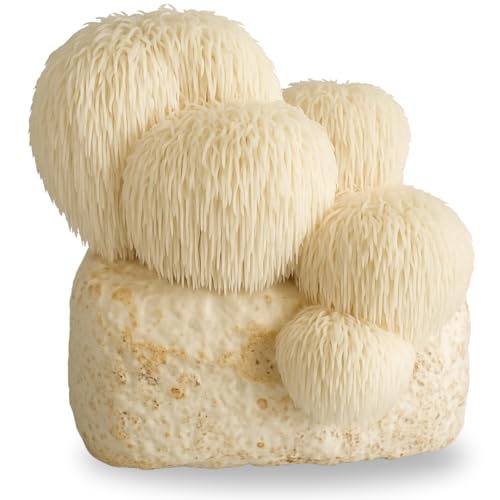 Hawlik Pilzbrut - BIO Culture de Lions Mane - Kit champignons à faire pousser- Cultiver soi-même Hericium - Set de culture de champignons crinière de lion - Kit champignon pour la maison