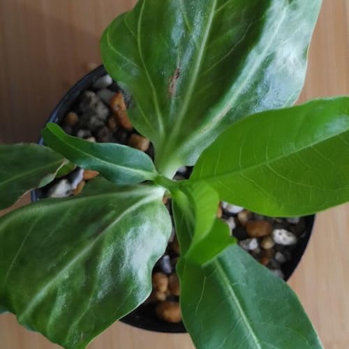 観葉植物 バオバブの木 観葉植物」の人気商品一覧 | 安い商品を通販