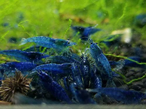 aquarium shrimp online