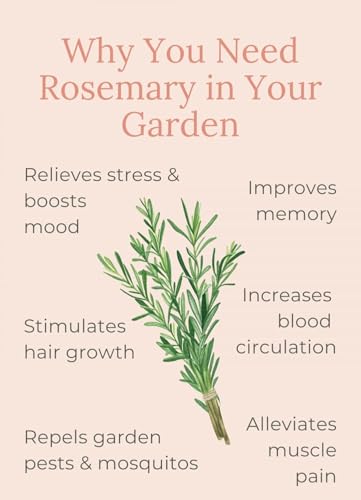 Image of Rosemary Plant with Pot, Live Organic Herb for Garden, Kitchen and Hair Care