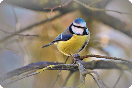 Image of Blue Tit - Glass Worktop Saver/Protector - by Pearl Glass (60 x 40cm - Extra Large)
