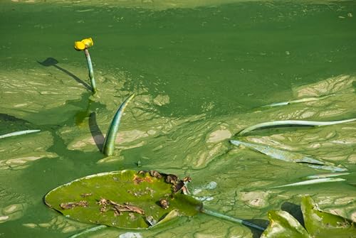 Impression photographique Hambourg algues bleu-vert tirage photo Norbert Hohn art