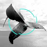 Gray Whale
