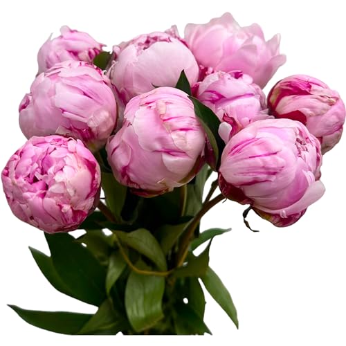 10 Stems Peony-Sarah Pink Fresh Cut Flowers Hydroponic Flower Gifts for Mother's Day Birthdays Anniversaries and Love