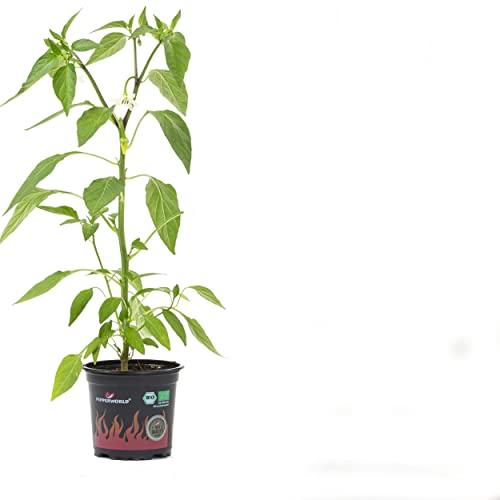 Pimiento Chile Jalapeño Planta Natural Perfecta para Crear un Huerto en tu Balcón o Jardín