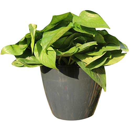 Preisvergleich Produktbild KUYG Automatische Wasseraufnahme An der Wand montiert Blumentopf,Leicht Übertöpfe Pflanzenkübel Garten Grüne Pflanzen Vasen Töpfe