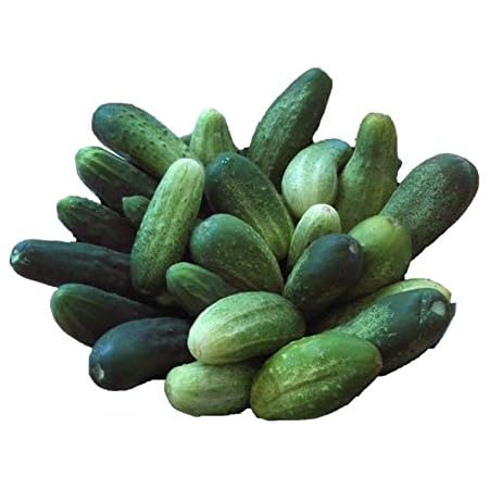Amazon ピクルス超小型きゅうり 種 12粒 野菜