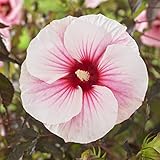 Blumen-Senf