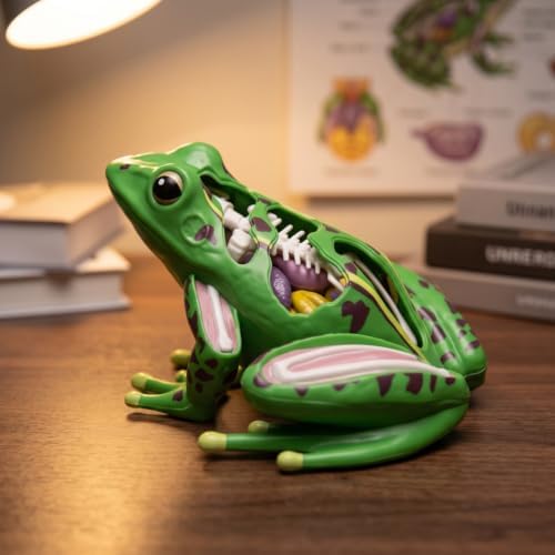 Qianly Frog Physiological Makeup Model Educational Frog Model with Detachable Parts Highly Accurate for Kids, Homeschool, Science — view 6