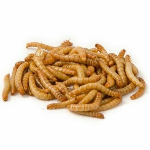 Generisch Mehlwürmer lebend 2 kg für Vögel, Vogelhalter, Tierbedarf, PET_FOOD, Futter, Lebendfutter, 2 Kilogramm
