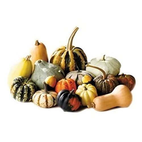 Sementes de Abobrinha Decorativa [Sortida] ISLA