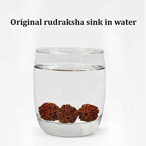 Certified Original 5 Mukhi Rudraksha Round Bead (Colour: Brown) Mala | 5 Face (Panchmukhi) Rudraksha Beads | Authentic Genuine Rosary (1pc Bead)(15 to 20 mm) - Image 8
