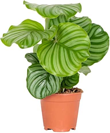 Flor de Interior | Calathea Orbifolia | Planta Natural | Ideal pa...