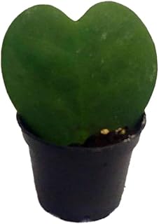Josh's Frogs Hoya - Wax Plant (Sweetheart)