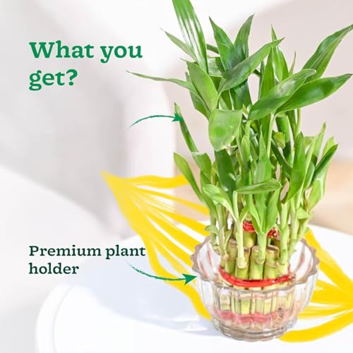 Image of AYUTAS Clear Glass Mini Bowl Planter, Wide Round Shape 2 Layer Lucky Bamboo Plant Pot, Crystal Cut Decorative Glass Bowl For Balcony, Bedroom, Reception & Home Decoration - Pack of 1 Piece, 3.5 Inches
