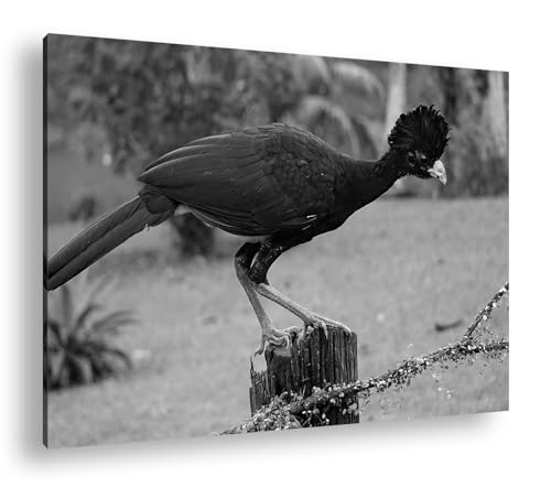 Impression numérique Curassow 90x60 cm pour habiller un mur vide sans effort