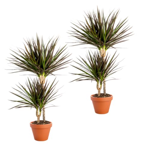 Pflanze Plus | 2er-Set Drachenbaum | Ø 50 cm | ø 12-15cm Topf | Pflegeleichte Zimmerpflanzen für Wohnung und Büro | Qualität vom Pflanzen Profi | Ideale Raumbegrünung