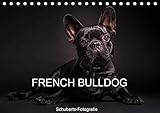 french bully mix  French Bulldog (Tischkalender 2019 DIN A5 quer): Faszination French Bulldog (Monatskalender, 14 Seiten ) (CALVENDO Tiere)
