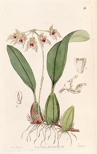 Tableaux sur Toile Bulbophyllum Umbellatum ARToPHIIU Art Mural Décoration 60x90cm