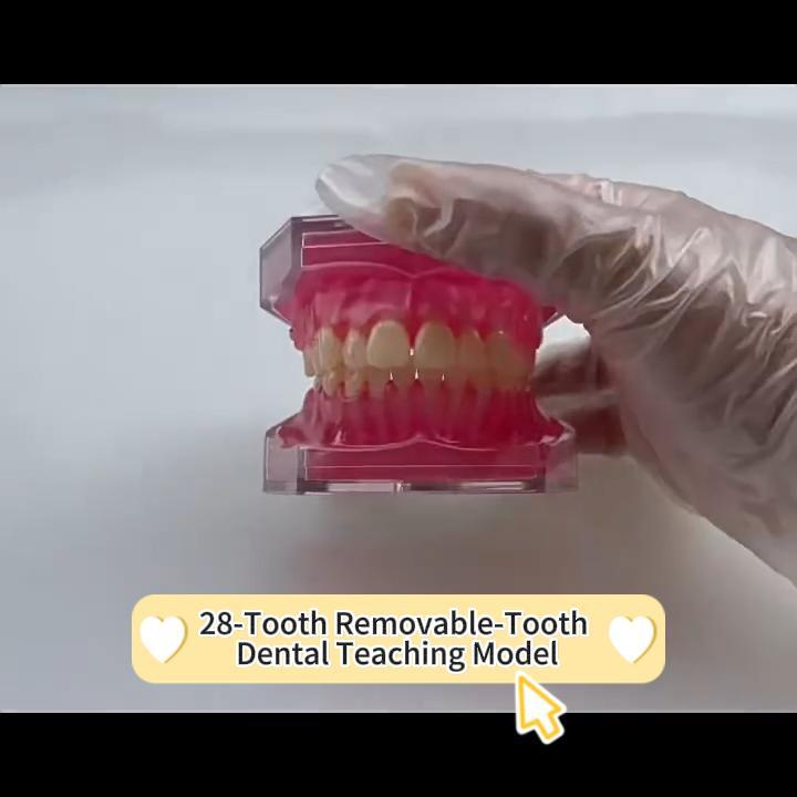 Image of 1 Pack Dental Demonstration Teeth Model with 28 Removable Teeth Teaching Study Model Tool Silica Gel Soft Gum for Dental Education,Dental Training,Demonstrations