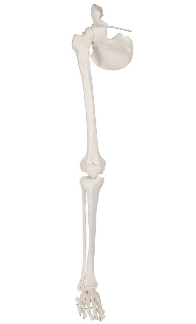Axis Scientific Leg Skeleton - Left