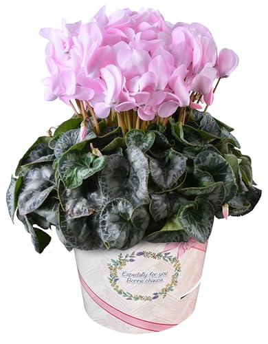 Ԃ̃Mtg VN Mtg v[g  A  a 6 WF[sN