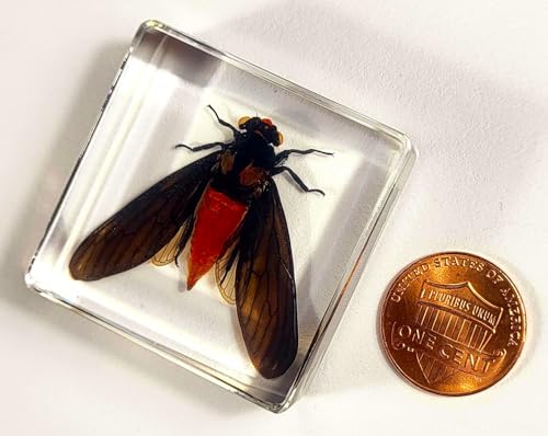 Image of 38mm Real Red Cicada in Crystal Lucite Resin Specimen Preserved Hueschy Incarnata Insect Taxidermy Collection for Biology Science Education & Desk Ornament Display Supplies