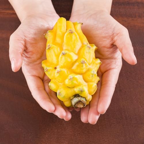 200 Pc Semillas De Fruta Del Dragón Para Plantar - Dragon Fruit - Árbol Frutal, Semillas De Frutas, Plantas De Jardín De Rocas Resistentes Semillas De Fruta Del Dragón Pitaya, Fruta