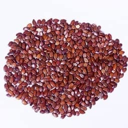 Syed Garden -Gliricidia Seed - (Gliricidia sepium seeds),gliricidia tree seeds,gliricidia,gliricidia sepium fodder seeds, Live fencing tree seeds- Pack of 250 g