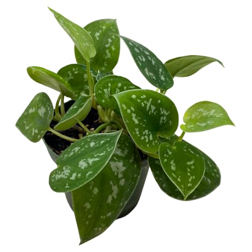BubbleBlooms Satin Pothos in a 4 inch Pot, Silver Vine,