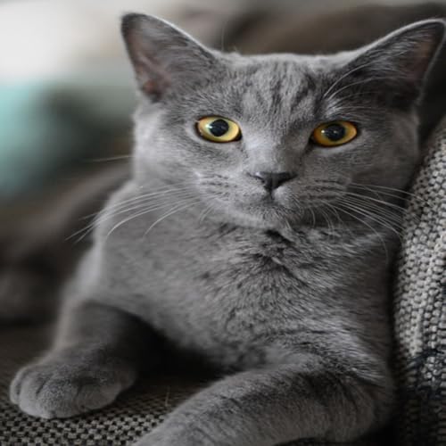 02 Arranhadores de Gato com Carpete Autoadesivo (BEGE)