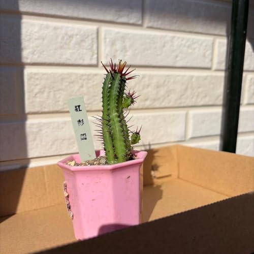 ���[�t�H���r�A (�G�m�v��)�g�ʊt Euphorbia enopla