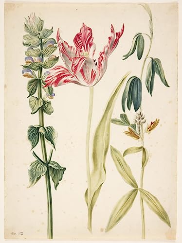 Toile tulipe Maria Sibylla Merian pour salon élégant 58 x 90 cm