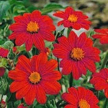 Seedscare Raunak Seeds Omaxe Tithonia Torch Red, Avg 30-50 Seeds (B01IZRT960) Amazon Price History, Amazon Price Tracker