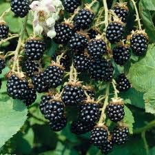 25 Dewberry Fruit Seeds