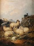A flock of sheep in the Scottish Highlands (1881) Poster Print by Alfred Morris (18 x 24)