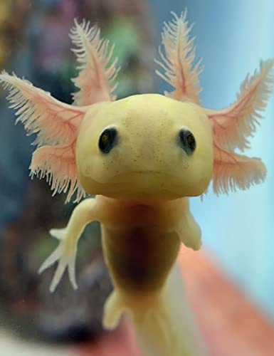 Peinture diamant Axolotl 5D idée cadeau créative kit complet pour petits et grands