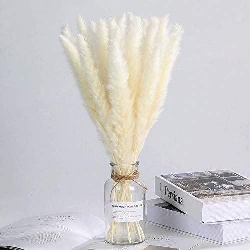 Viilich 30Pcs Pampas Secas Grass Flores pequeña Secas Naturales Blancos Pampas Phragmites Tallos Flores Secas Decoracion para Jarrones Hogar Mesa Fiesta Balcon Exteriores e Interiores