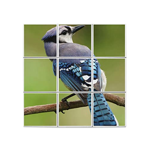 Carreaux Céramique Décoratif 20x20 cm Geai Photo Nature Lot de 9